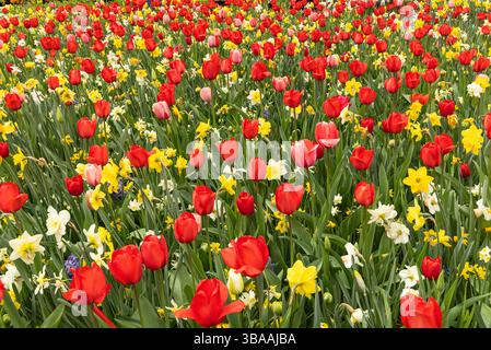 Tulip Display im Keukenhof, in der Nähe von Amsterdam, Holland Stockfoto
