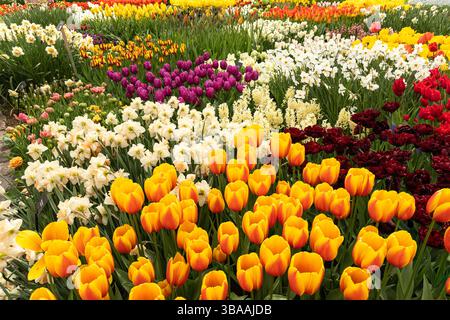 Tulip Display im Keukenhof, in der Nähe von Amsterdam, Holland Stockfoto