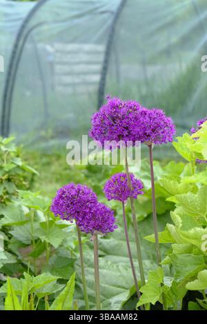 Leuchtend violette allium-Blüten (Allium Purple Sensation) in voller Blüte, hoch zwischen üppig grünem Laub in einem Frühlingsschreberggarten. Stockfoto