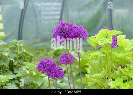 Leuchtend violette allium-Blüten (Allium Purple Sensation) in voller Blüte, hoch zwischen üppig grünem Laub in einem Frühlingsschreberggarten. Stockfoto
