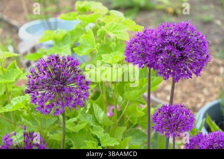 Leuchtend violette allium-Blüten (Allium Purple Sensation) in voller Blüte, hoch zwischen üppig grünem Laub in einem Frühlingsschreberggarten. Stockfoto