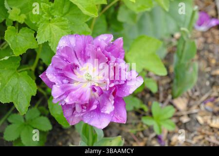 Blassende lila Doppeltulpe mit Regentropfen auf ihren Blütenblättern, eingebettet zwischen grünem Laub in einem Frühlingsgarten. Sie zeigt Zeichen der Alterung, behält aber Schönheit Stockfoto