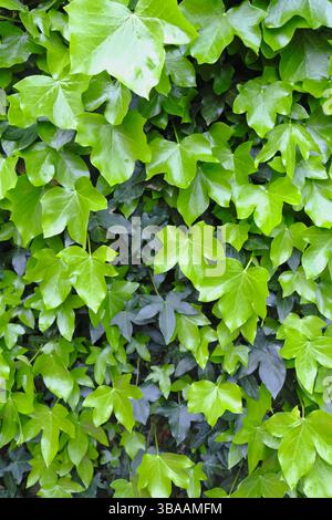 Glänzend grüne Efeublätter im Frühling, mit einer Mischung aus jungen, lebendigen wuchs und reifem, dunkleren Laub, die einen üppigen natürlichen Hintergrund bilden. Stockfoto