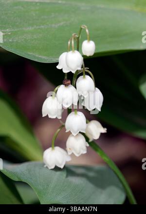 Maiglöckchen, Muguet de mai, Convallaria majalis, gyöngyvirág, Ungarn, Magyarország, Europa Stockfoto