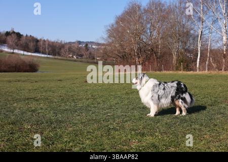 Ein Hund steht auf einem grasbewachsenen Feld Stockfoto