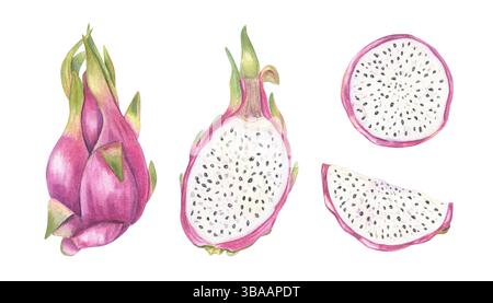 Aquarellillustration von rosa pitaya Set isolierten Hintergrund. Ganz, halbiert mit Fruchtfleisch und Samen, runde Scheiben Clip Art für gesundes Food Branding Stockfoto