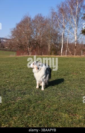 Ein Hund steht auf einem grasbewachsenen Feld Stockfoto