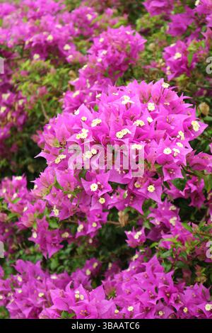 Im Garten blühende Haufen von Hot Pink Bougainvillea Glabra Stockfoto