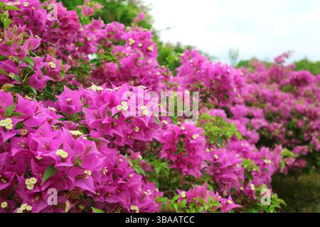 Die Reihen der blühenden Bougainvillea-Glabra-Bäume sind ein Blickfang Stockfoto