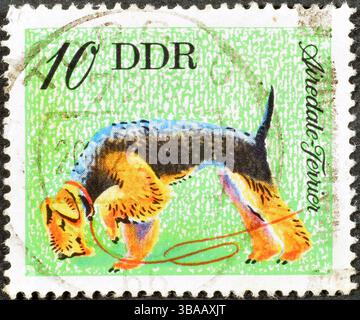 Gestempelte Briefmarke der DDR, die Airedale Terrier (Canis Lupus familiaris) zeigt, um 1976. Stockfoto