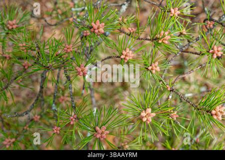 Nahaufnahme eines neuen Wachstums an einem Nadelbaum mit Ansammlungen von Kiefernknospen mit Nadeln an vielen Ästen im Frühfrühling Stockfoto