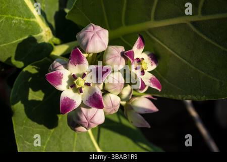 Schöne purpurrote und weiße Blüten und Blütenknospen eines Calotropis (Calotropis procera), auch bekannt als Sodomapfel. Stockfoto