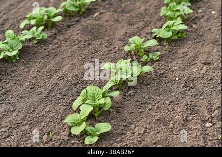 Bio-Kartoffelpflanzen, die in aufgeräumten Reihen auf natürlichem Gartenboden sprießen. Kartoffelfeld veranschaulicht umweltfreundliche Landwirtschaft, Bodengesundheit und nachhaltige lokale Stockfoto