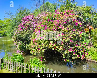 Blühendes Rhododendron entlang der Uferpromenade in einem Stadtpark Stockfoto