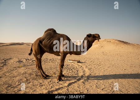 Ein schwarzes Kamel steht in der riesigen Weite der Rub Al Khali Wüste, auch bekannt als das leere Viertel, umgeben von den goldenen Sanddünen. Stockfoto