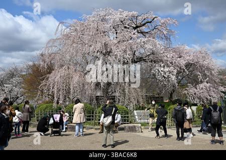 Maruyama Park während Hanami, Kirschbäume in voller Blüte, Kyoto, Japan. Stockfoto