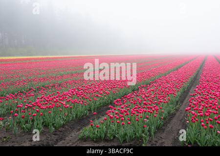 Blühendes Tulpenfeld mit roten Blumen und einer gelben in langen Reihen in der niederländischen Landschaft an einem nebeligen Tag Stockfoto