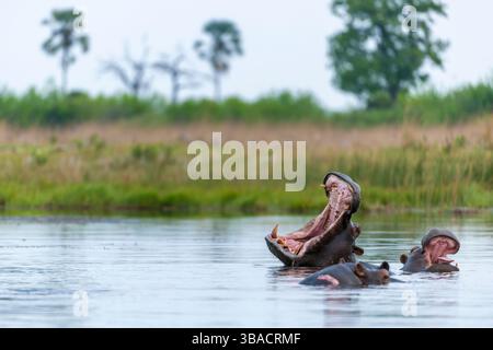 Gewöhnlicher Nilpferd oder Nilpferd (Hippopotamus amphibius), der eine Bedrohungsanzeige zeigt. Okavango-Delta. Botswana Stockfoto