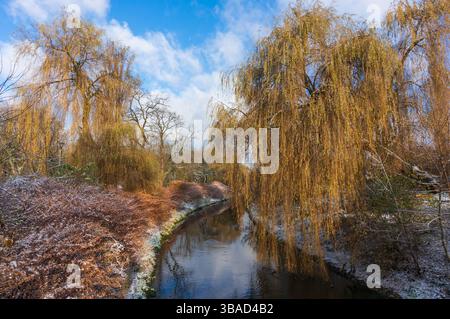 Fluss Czarna Przemsza. Der erste Schnee fiel. Weinende Weidenzweige hängen über dem Wasser. Sosnowiec, Polen Stockfoto