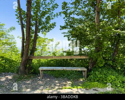 Einfache Holzbank mit Baumlehne in üppig grünem Wald am Hang, klarer sonniger Tag, keine Leute. Ruhiger Naturort, rustikaler Rastplatz. Stockfoto
