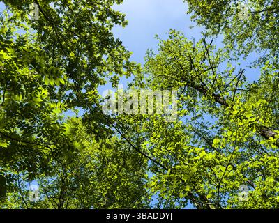 Frische grüne Baumkronen, von unten betrachtet an einem sonnigen Frühlingstag, klarer blauer Himmel, lebhaftes Laub, keine Leute. Natur, Entspannung und Wald Hintergrund. Stockfoto