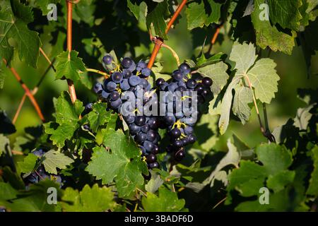 Nahaufnahme reifer Trauben auf einer Rebe, umgeben von grünen Blättern Stockfoto