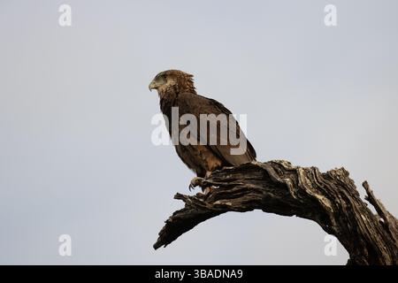 Brauner Schlangenadler auf Leadwood Tree Kruger Stockfoto