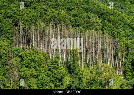 Fichten, abgestorben, durch Borkenkäfer befall, inmitten eines gesunden, intakten Laubwald, Sauerland, Märkischer Kreis, bei Altena, NRW, Deutschland, Wald tote Fichten *** Fichten, tot, durch Rindenkäfer-Befall, inmitten eines gesunden, intakten Laubwaldes, Sauerland, Märkischer Kreis, bei Altena, NRW, Deutschland, Waldtote Fichten Stockfoto