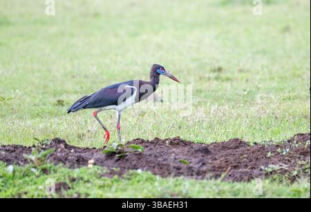 Abdimstorch (Ciconia abdimii) auf der Suche nach offenem Grasland Stockfoto