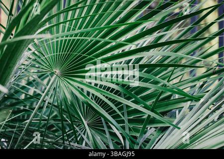 Atemberaubende Aussicht auf detaillierte grüne Palmenblätter, die das Wesen der tropischen Natur einfangen. Üppige, lebendige Palmblätter bieten eine erfrischende natürliche Szene. Stockfoto