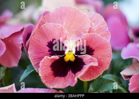 Nahaufnahme der Frühlingszeit mit einer leuchtenden pinkfarbenen und violetten Petunie Stockfoto