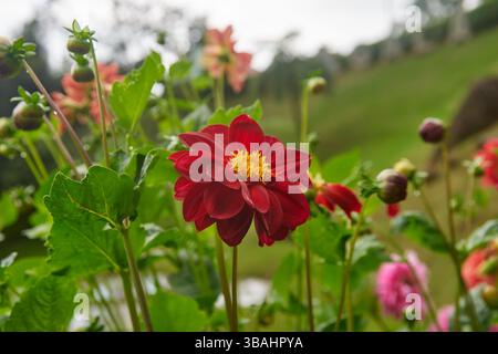 Leuchtend rote Dahlien im Garten, schöne Gänseblümchen wie elegante Blumenkopf, weiche Fokussierung mit unscharfem natürlichen Hintergrund und Kopierraum Stockfoto