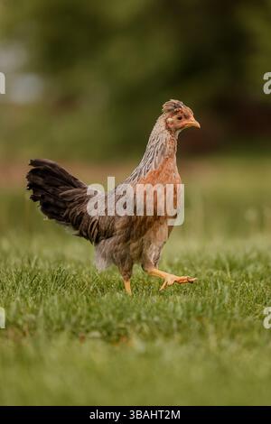Hühnchen-Hühner-Ei-Schicht-Hinterhof-Herde-rot-schwarz-weiß-Hühner-Eingruppe-michigan-Weidegras-allein Stockfoto