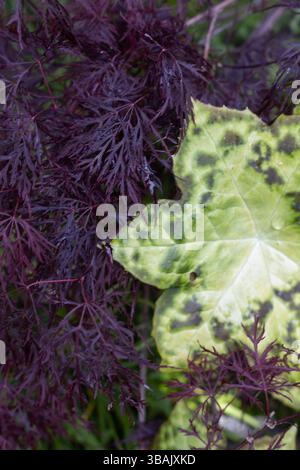 PODOPHYLLUM peltatum 'Spottdotty' zusammen im Garten mit Acer palmatum 'Ruby Lace'. Stockfoto