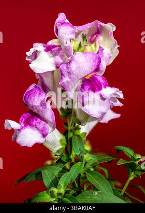 Nahaufnahme einer wunderschönen snapdragon-Blume in Rosa- und Weißtönen mit ihren komplizierten Details vor einem leuchtend roten Hintergrund Stockfoto