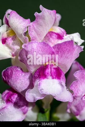 Nahaufnahme einer wunderschönen snapdragon-Blume in Rosa- und Weißtönen, die ihre komplizierten Details vor einem lebhaften grünen Hintergrund zeigt Stockfoto