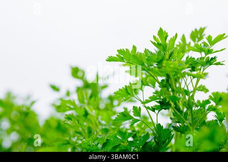 Nahaufnahme von frischen grünen Petersilienblättern, die im Freien wachsen, lebendige Bio-Kräuter in natürlichem Sonnenlicht auf einem Bauernhof. Stockfoto