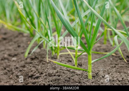 Junge grüne Knoblauchpflanzen, die reihenweise in fruchtbarem Boden auf einem Bauernhof während der Frühlingssaison wachsen, Nahaufnahme der Landwirtschaft. Stockfoto