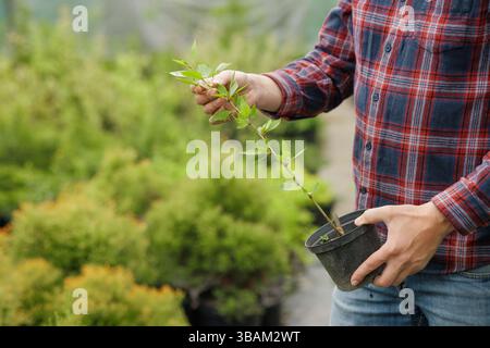 Gärtner in kariertem Hemd, der jungen Keimling in Plastiktopf in der Pflanzenstation mit grünem Laub inspiziert. Stockfoto