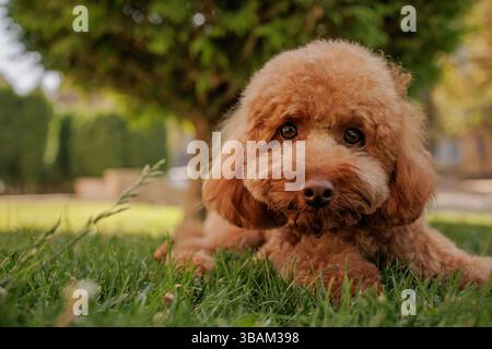 Niedlicher roter Spielzeugpudel, der auf grünem Gras im Park liegt und neugierig mit großen runden Augen in die Kamera blickt. Stockfoto