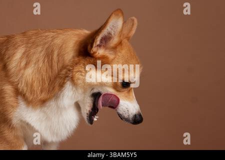 Niedlicher Corgi-Hund leckt seine Nase mit der Zunge heraus, Seitenprofil-Porträt auf braunem Studiohintergrund, Nahaufnahme. Stockfoto