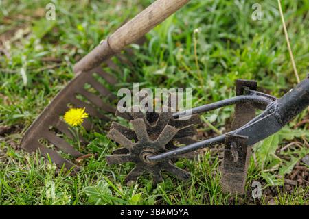 Nahaufnahme von rostigen Gartenwerkzeugen auf grünem Gras mit einer gelben Löwenzahnblume, die die Arbeit im Frühlingsgarten symbolisiert. Stockfoto