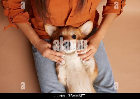 Niedlicher Corgi auf dem Schoß des Besitzers mit hochgezogenen Pfoten, verspielter Hund, der zärtlich versorgt wird, gemütliche Szene von oben. Stockfoto