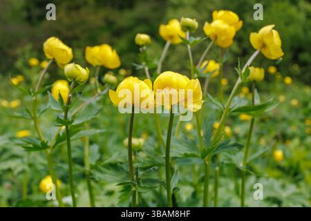 Nahaufnahme leuchtender gelber Trollius europaeus-Blüten, auch bekannt als Globeblumen, die wild auf einer üppig grünen Wiese wachsen. Stockfoto