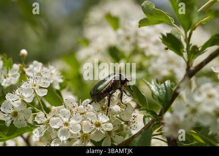 Ein metallisch grüner Rosenscheuerkäfer (Cetonia aurata), der Weißdornblüten (Crataegus monogyna) ernährt Stockfoto