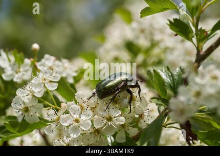 Ein metallisch grüner Rosenscheuerkäfer (Cetonia aurata), der Weißdornblüten (Crataegus monogyna) ernährt Stockfoto