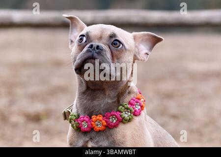 Porträt einer französischen Bulldoghundmischung mit Paracord-Blumenhalsband Stockfoto