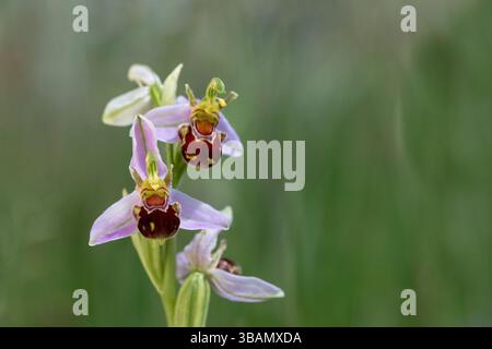 BienenOrchidee; Ophrys apifera; Blumen; UK Stockfoto