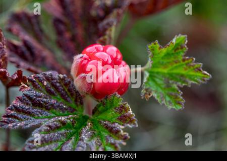 Trübbeere; Rubus chamaemorus; Frucht; Schottland; Vereinigtes Königreich Stockfoto