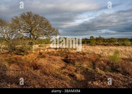 Tadnoll Heath; Dorset; Großbritannien Stockfoto